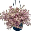 Pink Wandering Jew Live Plant - Tradescantia Callisia Repens - 4" Pot Indoor/Outdoor Ground Cover - Image 1
