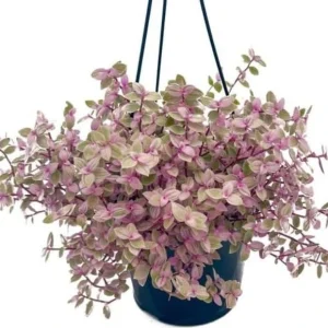 Pink Wandering Jew Live Plant - Tradescantia Callisia Repens - 4