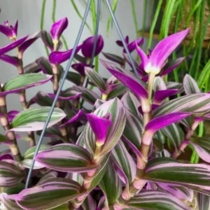 Pink Wandering Jew Live Plant – Tradescantia Nanouk – 4