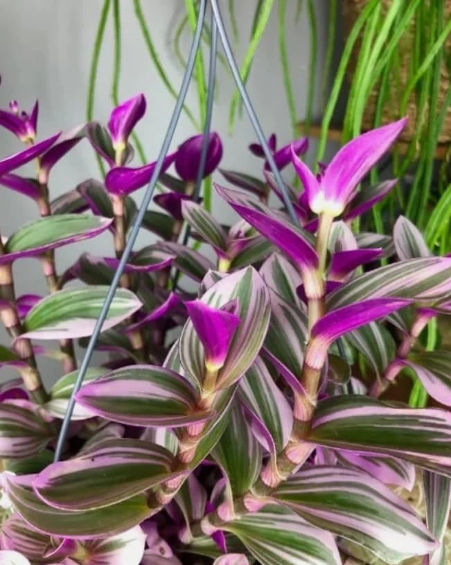 Pink Wandering Jew Live Plant – Tradescantia Nanouk – 4" Pot – Indoor/Outdoor - Image 2