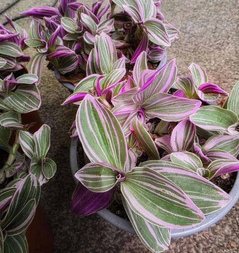 Pink Wandering Jew Live Plant – Tradescantia Nanouk – 4" Pot – Indoor/Outdoor - Image 3
