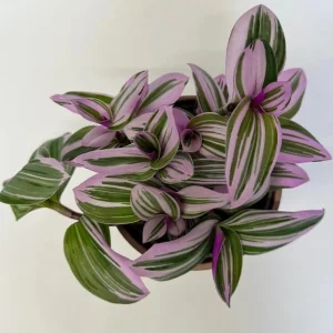 Pink Wandering Jew Live Plant – Tradescantia Nanouk – 4