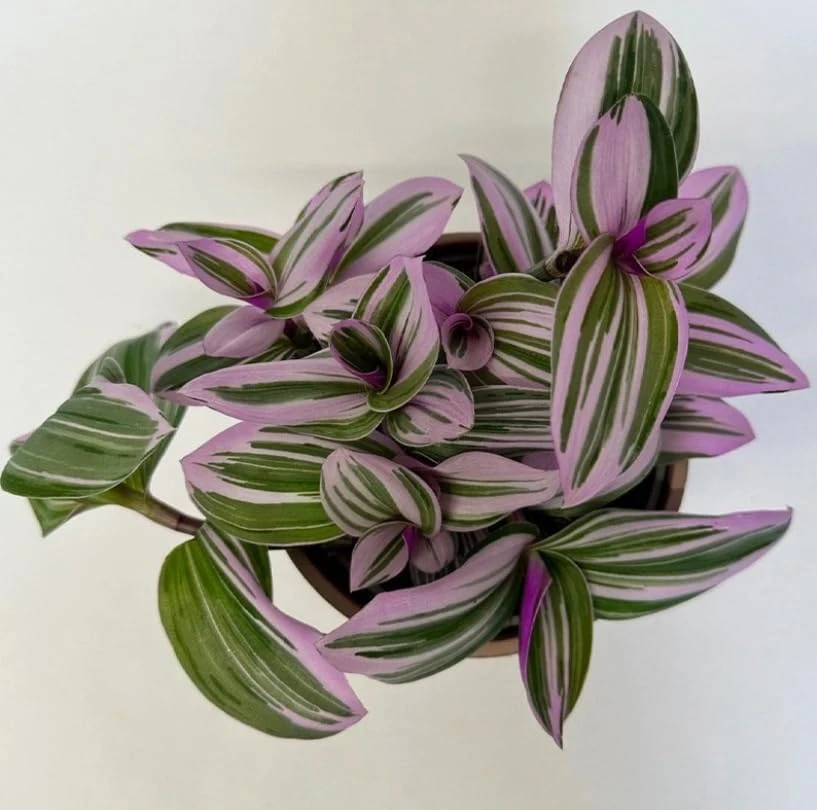 Pink Wandering Jew Live Plant – Tradescantia Nanouk – 4" Pot – Indoor/Outdoor - Image 4