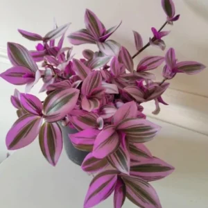 Pink Wandering Jew Live Plant – Tradescantia Nanouk – 4