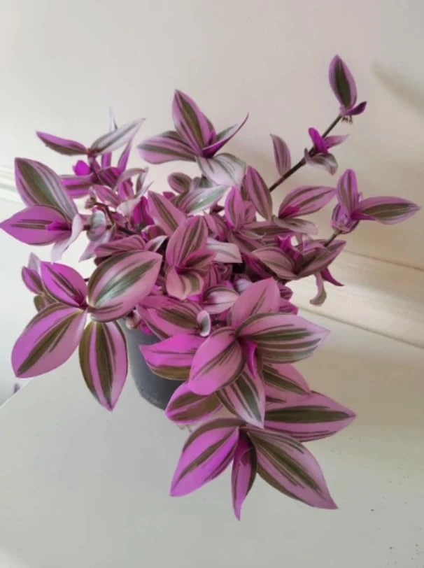 Pink Wandering Jew Live Plant – Tradescantia Nanouk – 4" Pot – Indoor/Outdoor - Image 5