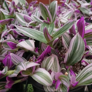 Pink Wandering Jew Live Plant – Tradescantia Nanouk – 4