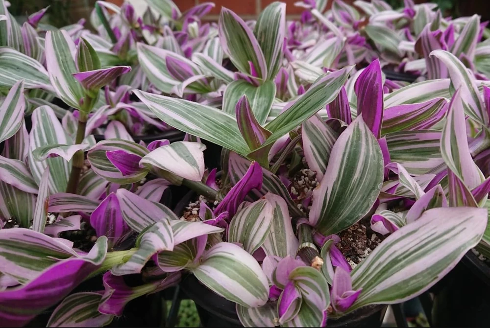 Pink Wandering Jew Live Plant – Tradescantia Nanouk – 4" Pot – Indoor/Outdoor - Image 6