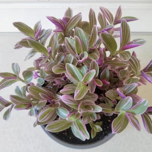 Pink Wandering Jew Live Plant – Tradescantia Nanouk – 4
