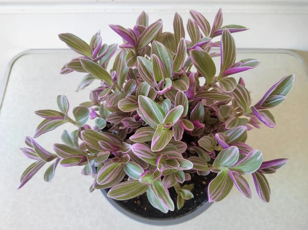 Pink Wandering Jew Live Plant – Tradescantia Nanouk – 4" Pot – Indoor/Outdoor - Image 7