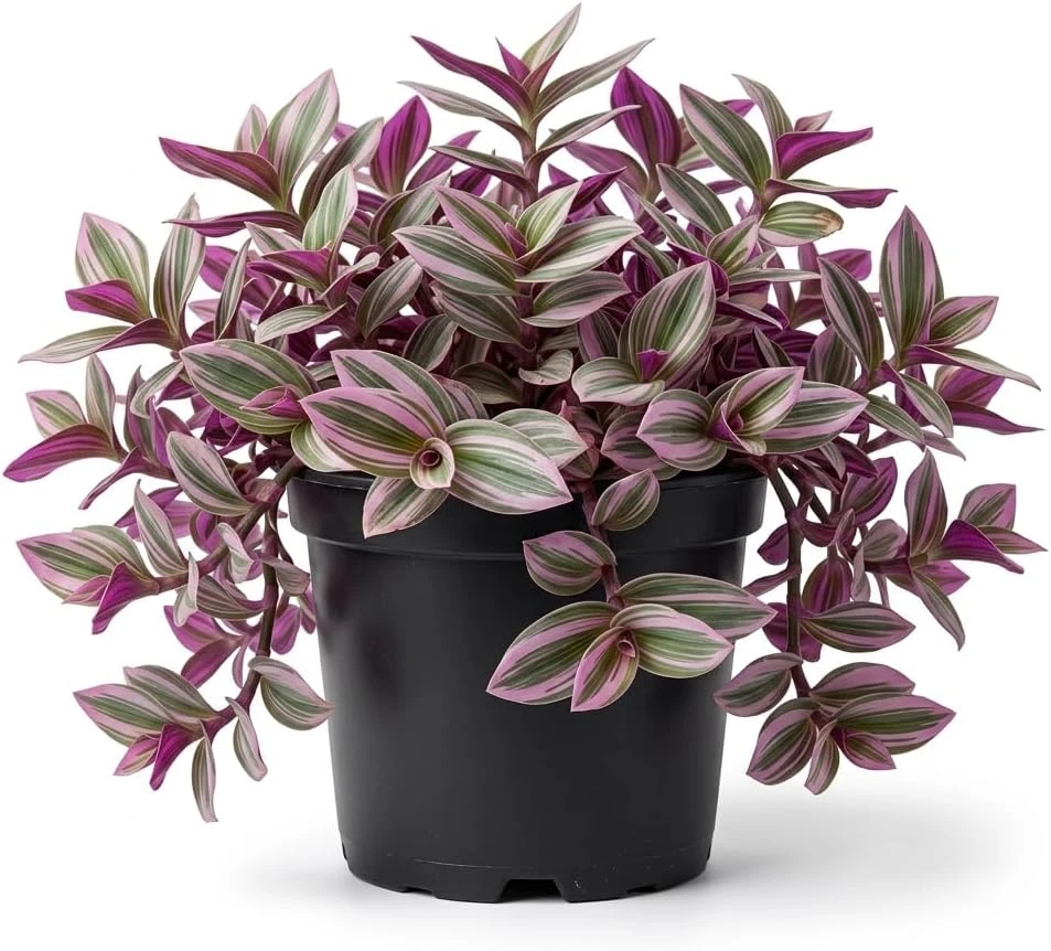 Pink Wandering Jew Live Plant – Tradescantia Nanouk – 4" Pot – Indoor/Outdoor - Image 1