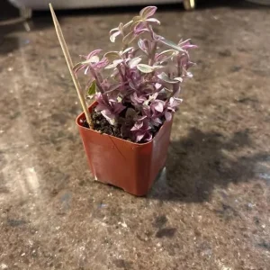 Pink Wandering Jew Live Plant – Tradescantia – Potted Houseplant – 2 inch pot - Image 2
