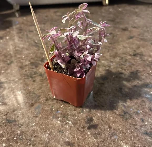 Pink Wandering Jew Live Plant – Tradescantia – Potted Houseplant – 2 inch pot - Image 2