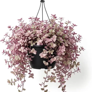 Pink Wandering Jew Live Plant – Tradescantia – Potted Houseplant – 2 inch pot - Image 1