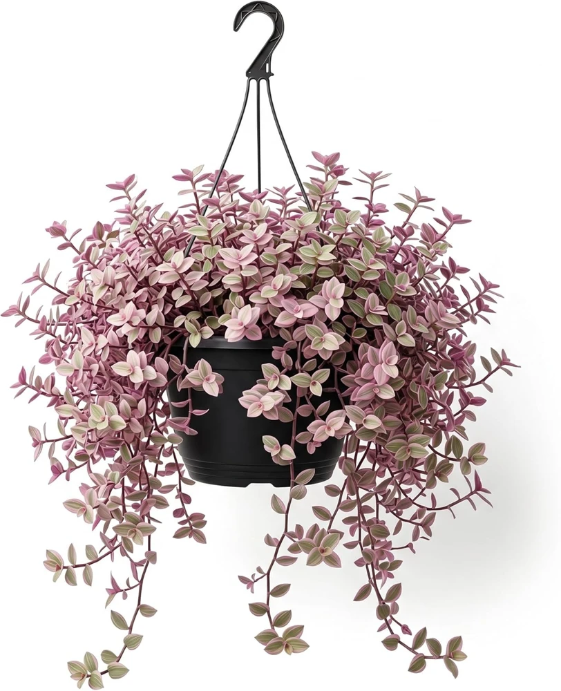Pink Wandering Jew Live Plant – Tradescantia – Potted Houseplant – 2 inch pot - Image 1