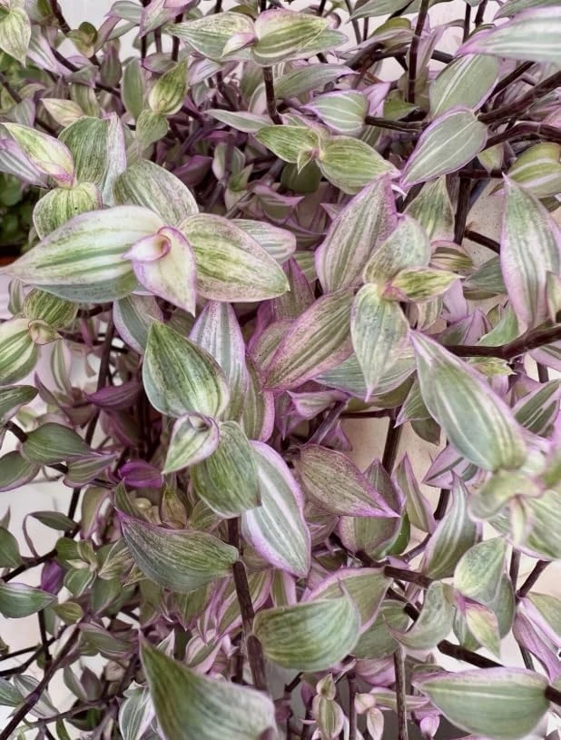 Pink Wandering Jew Live Plant – Tradescantia – Potted Houseplant – 2 inch pot - Image 3
