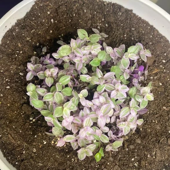 Pink Wandering Jew Live Plant – Tradescantia – Potted Houseplant – 2 inch pot - Image 4