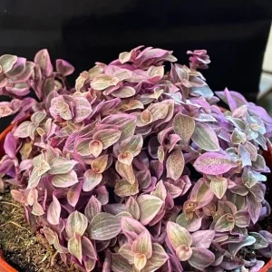 Pink Wandering Jew Live Plant – Tradescantia – Potted Houseplant – 2 inch pot - Image 5