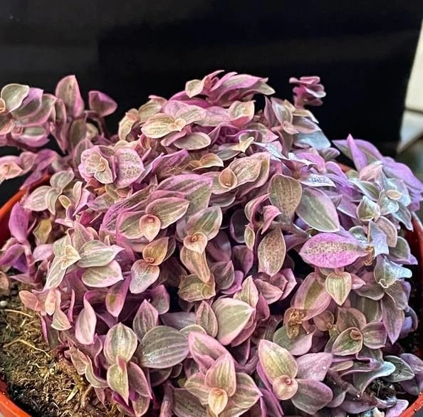 Pink Wandering Jew Live Plant – Tradescantia – Potted Houseplant – 2 inch pot - Image 5