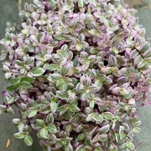 Pink Wandering Jew Live Plant – Tradescantia – Potted Houseplant – 2 inch pot - Image 6
