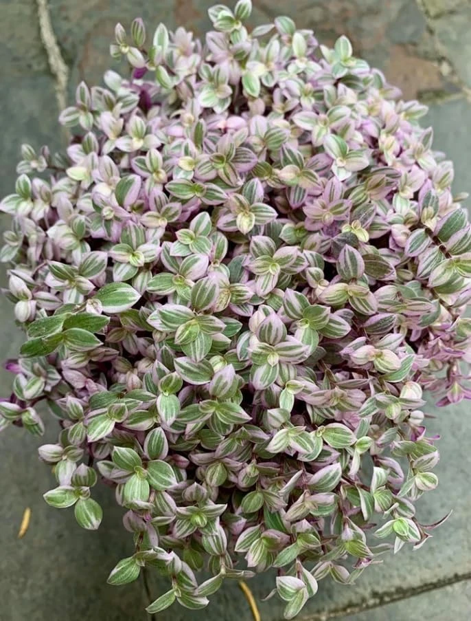 Pink Wandering Jew Live Plant – Tradescantia – Potted Houseplant – 2 inch pot - Image 6