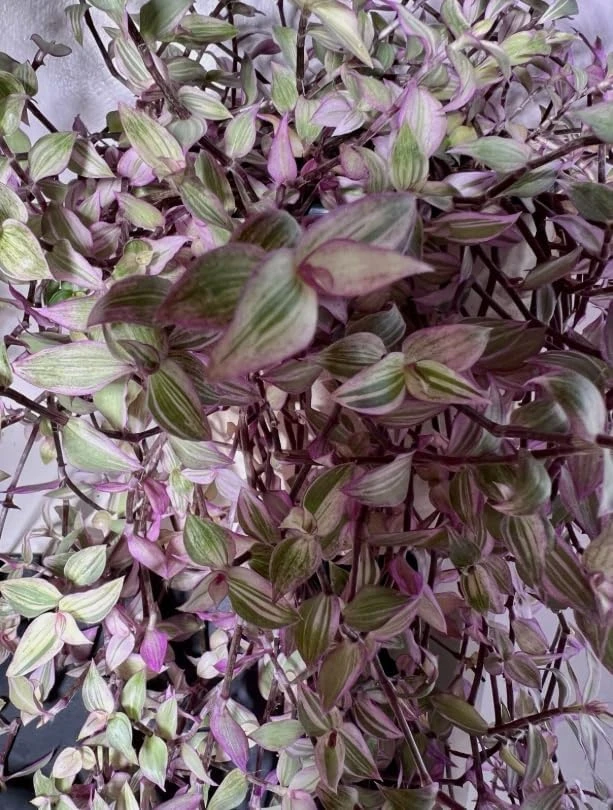 Pink Wandering Jew Live Plant – Tradescantia – Potted Houseplant – 2 inch pot - Image 7