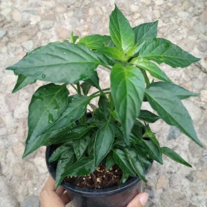 Piquin Pepper Live Plant - 2 Plants in One 6 Inch Pot - Hot Chili Variety - Image 2