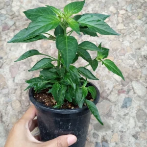Piquin Pepper Live Plant - 2 Plants in One 6 Inch Pot - Hot Chili Variety - Image 1