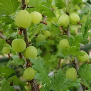 Pixwell Gooseberry Live Plant - Cold Hardy Fruiting Shrub, 6-12