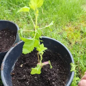 Pixwell Gooseberry Live Plant - Cold Hardy Fruiting Shrub, 6-12