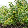 Pixwell Gooseberry Live Plant - Cold Hardy Fruiting Shrub, 6-12" Tall - Image 1