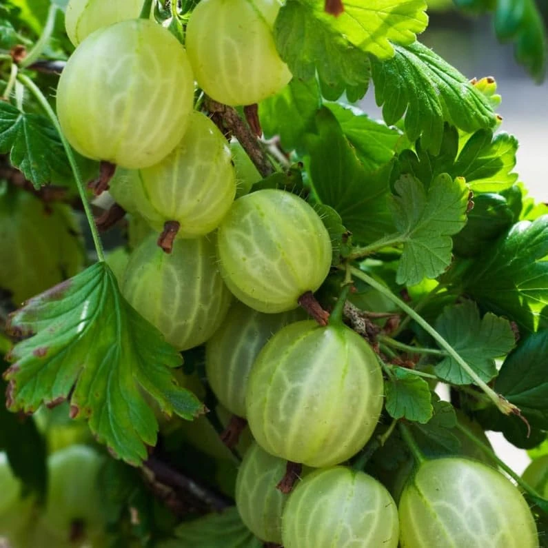 Pixwell Gooseberry Live Plant - Cold Hardy Shrub, 6-12" Tall, Fruiting Bush - Image 2
