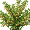 Pixwell Gooseberry Live Plant - Cold Hardy Shrub, 6-12" Tall, Fruiting Bush - Image 1
