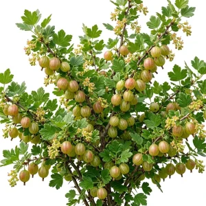 Pixwell Gooseberry Live Plant - Cold Hardy Shrub, 6-12