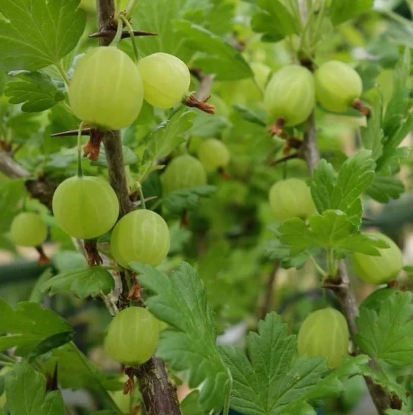 Pixwell Gooseberry Live Plant - Cold Hardy Shrub, 6-12" Tall, Fruiting Bush - Image 5