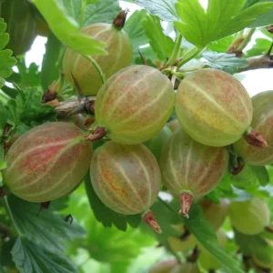Pixwell Gooseberry Live Plant - Cold Hardy Shrub, 6-12