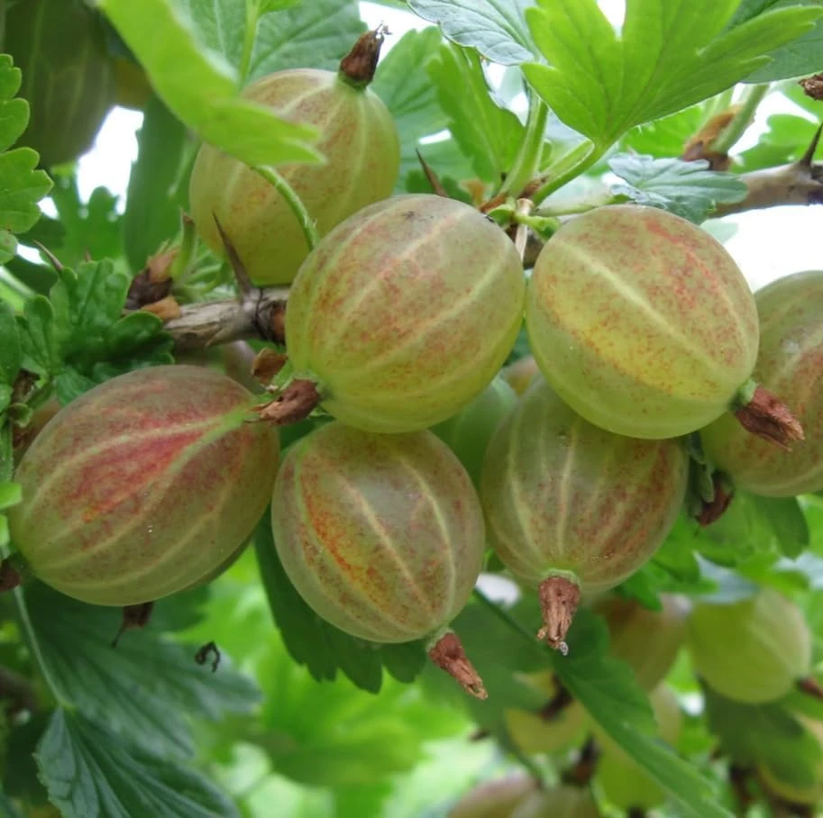 Pixwell Gooseberry Live Plant - Cold Hardy Shrub, 6-12" Tall, Fruiting Bush - Image 6