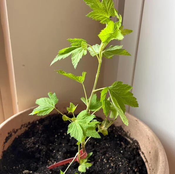 Pixwell Gooseberry Live Plant - Cold Hardy Shrub, 6-12" Tall, Fruiting Bush - Image 7
