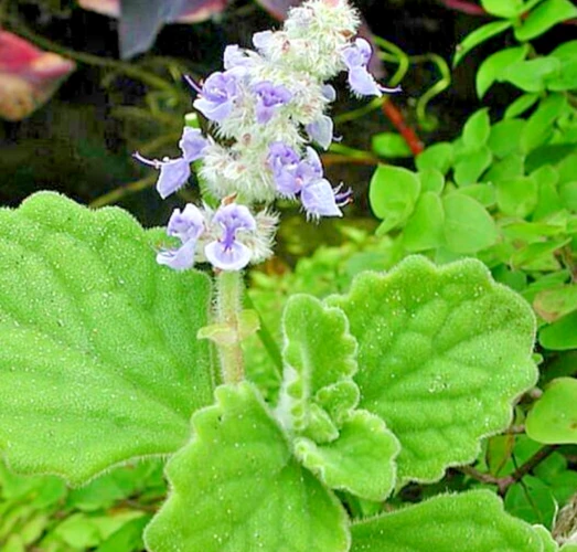 Plectranthus Coleoides Variegata Swedish Ivy Live Plant Cuttings – 3 Pack – Indoor/Outdoor - Image 3