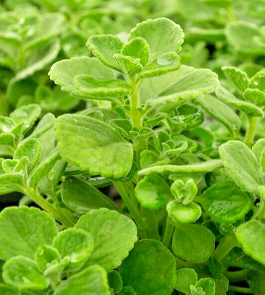 Plectranthus Coleoides Variegata Swedish Ivy Live Plant Cuttings – 3 Pack – Indoor/Outdoor - Image 1
