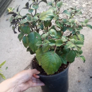 Plectranthus Mona Lavender Live Plant – 6 Inch Pot – Indoor/Outdoor - Image 5