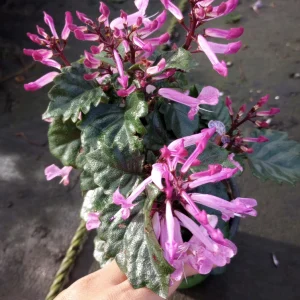 Plectranthus Pink Live Plant – 6 inch Pot – Vibrant Foliage Houseplant - Image 1