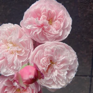Plume Shrub Rose Live Plant - Soft Pink, Fragrant, Repeat Bloomer - Image 2