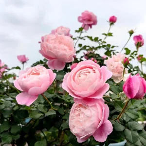 Plume Shrub Rose Live Plant - Soft Pink, Fragrant, Repeat Bloomer - Image 3