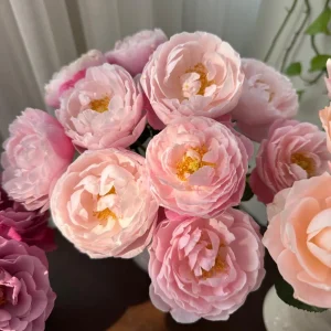 Plume Shrub Rose Live Plant - Soft Pink, Fragrant, Repeat Bloomer - Image 4