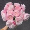 Plume Shrub Rose Live Plant - Soft Pink, Fragrant, Repeat Bloomer - Image 1