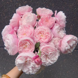 Plume Shrub Rose Live Plant - Soft Pink, Fragrant, Repeat Bloomer - Image 1