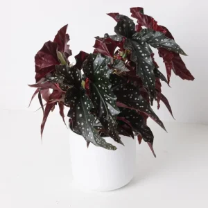 Polka Dot Begonia Live Plant - Begonia Maculata - 4
