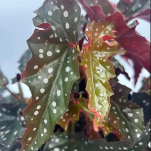 Polka Dot Begonia Live Plant - Begonia Maculata - 4