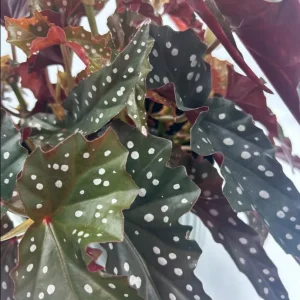 Polka Dot Begonia Live Plant - Begonia Maculata - 4