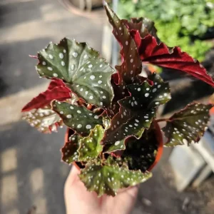 Polka Dot Begonia Live Plant - Begonia Maculata - 4